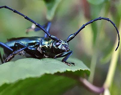 insekten porn|Insect Insertion Vidéos Porno 